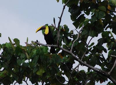 Tucan